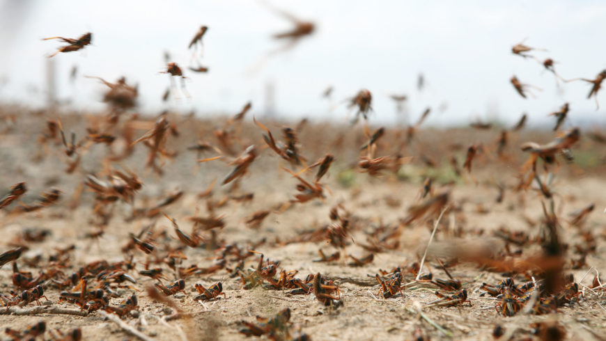 Cavallette, cimici, api “impazzite”: la colpa è anche del cambiamento climatico??